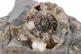 Jurassic Ammonite (Xipheroceras) Fossil Cluster -Dorset, England #243499-2